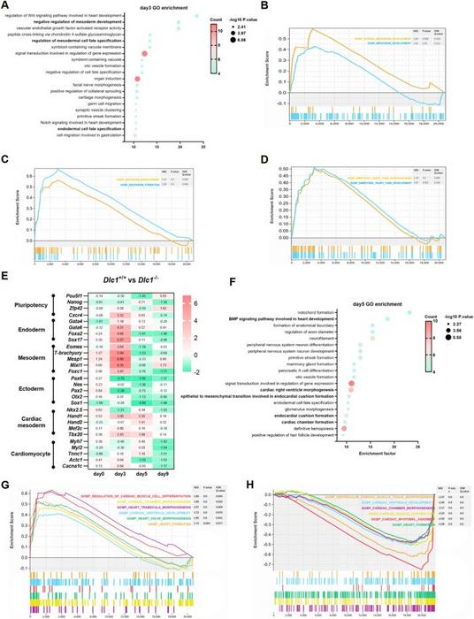 Dlc1 knockout affects mesoderm-cardiac progenitor differentiation.