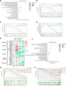 Dlc1 knockout affects mesoderm-cardiac progenitor differentiation.