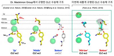 Structural Diversity of CLC Transporter in the Process of Exchange and Transport of Chloride Ions