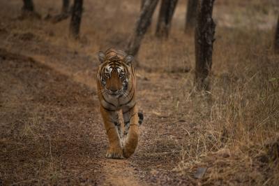 Tiger (2 of 3)