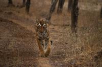 Tiger (2 of 3)