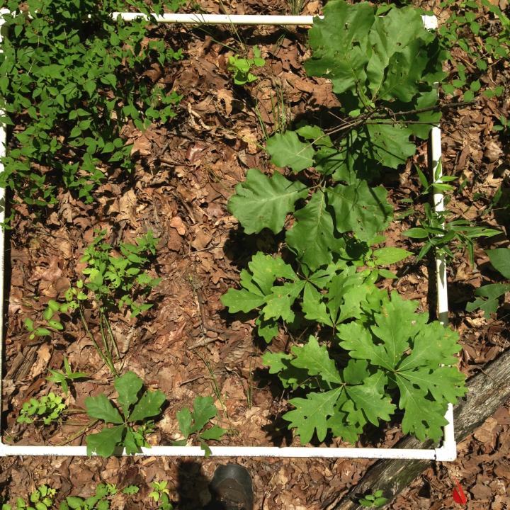 Young Oak Seedlings