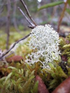Moss and Lichen