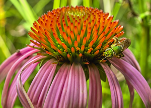 female_Agapostemon_virescens_on_Echinacea_purpurea_credit_Rosenthall.jpg