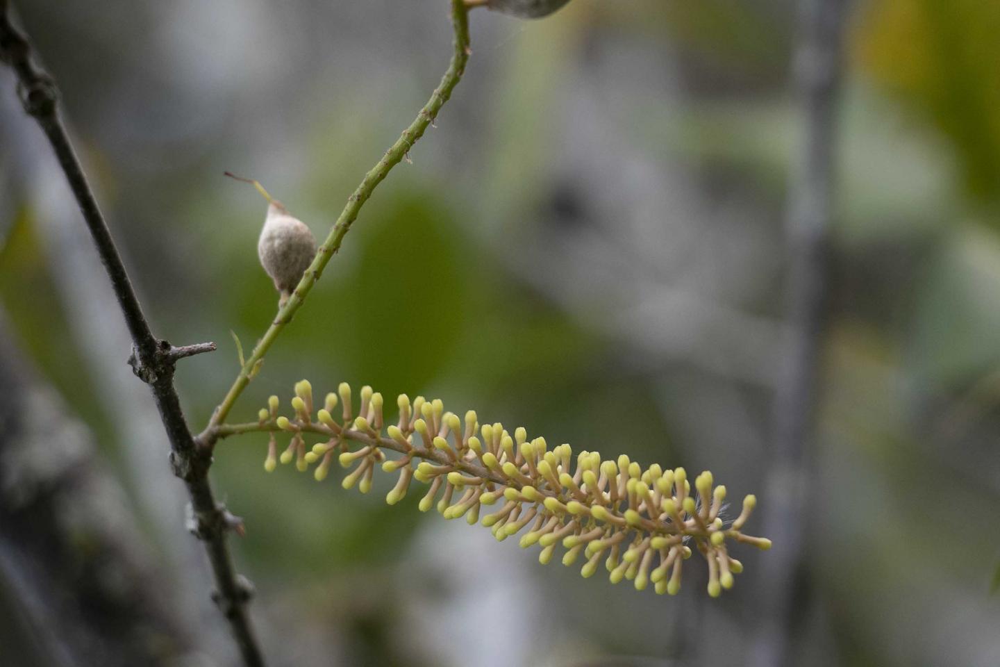 Macadamia jansenii raceme 