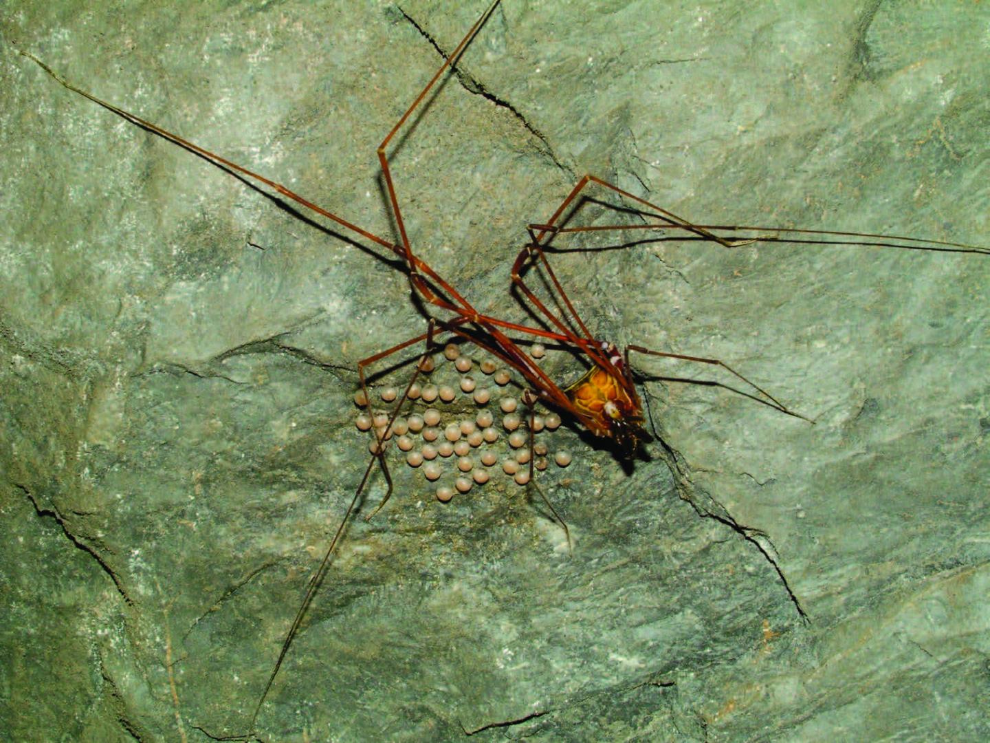 An Obligatory Trogloxene Female Harvestman Taking Care of Eggs