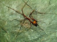 An Obligatory Trogloxene Female Harvestman Taking Care of Eggs