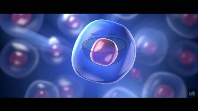 Protein Turnover Could Be Clue to Living Longer