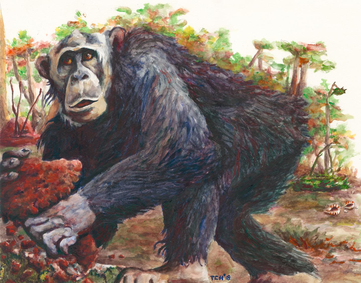 Chimpanzee Drawing