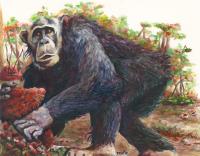 Chimpanzee Drawing