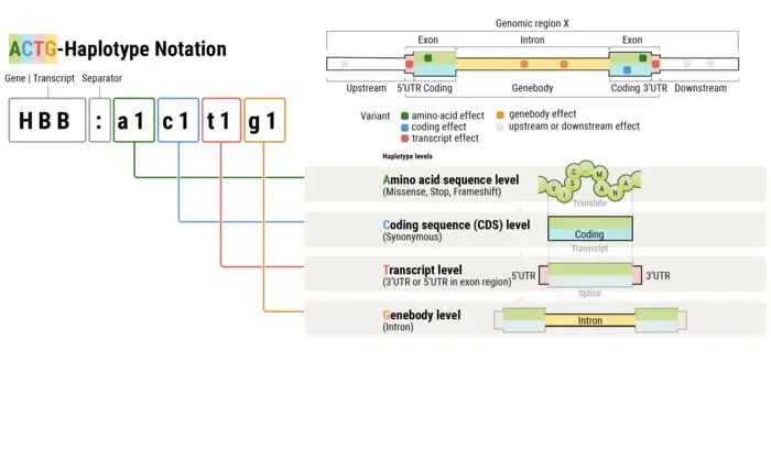 Graphical abstract: the ACTG hierarchical naming system