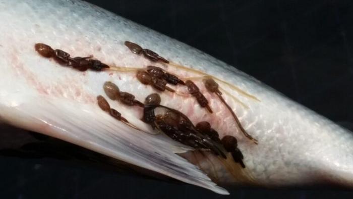 A salmon lice infestation