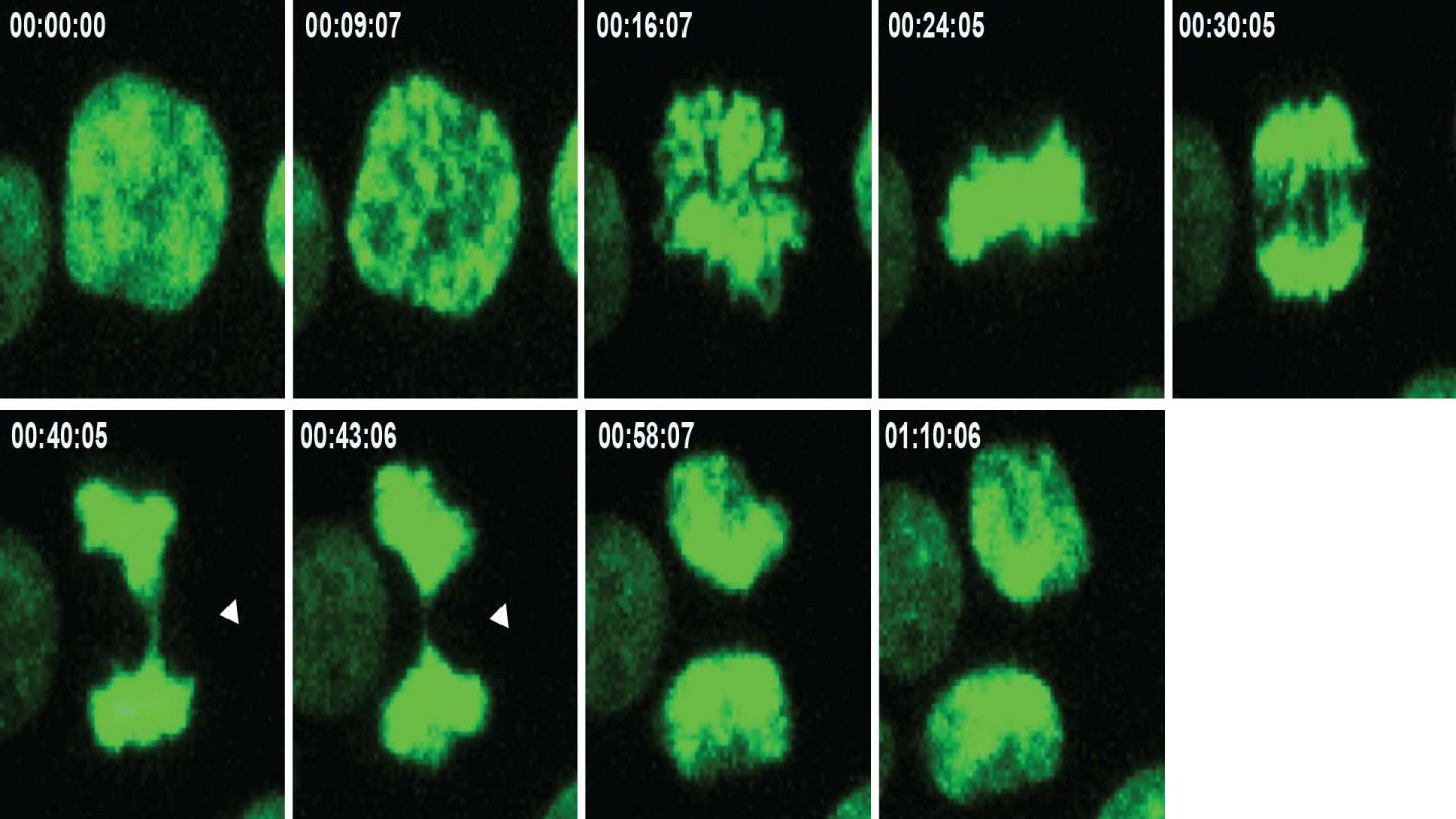 Process of Cell Division with Errors