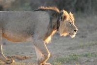 Lion Close-up
