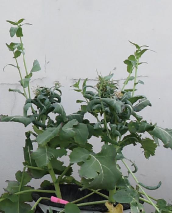 RESEARCHERS EVALUATED THE EFFECTS OF THE BNAC3.BOR1 GENE ON PLANT GROWTH AND GRAIN YIELD OF B. NAPUS