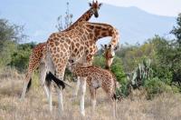 Giraffes