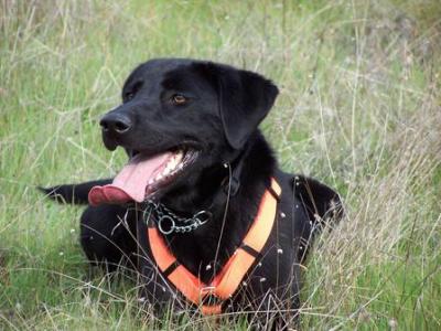 Maggie -- Conservation Dog
