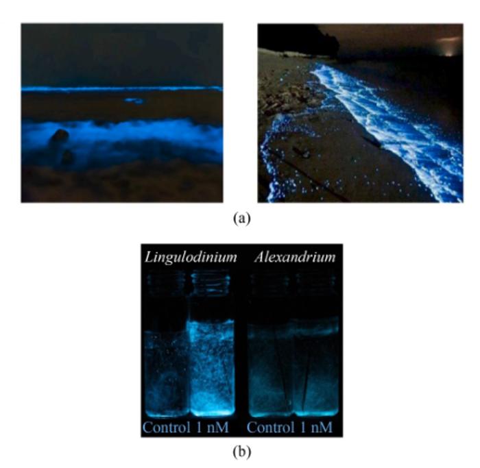 “Blue tears” phenomenon
