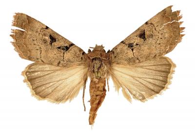 <i>Anagnorisma chamrani</i>, Male