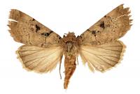 <i>Anagnorisma chamrani</i>, Male