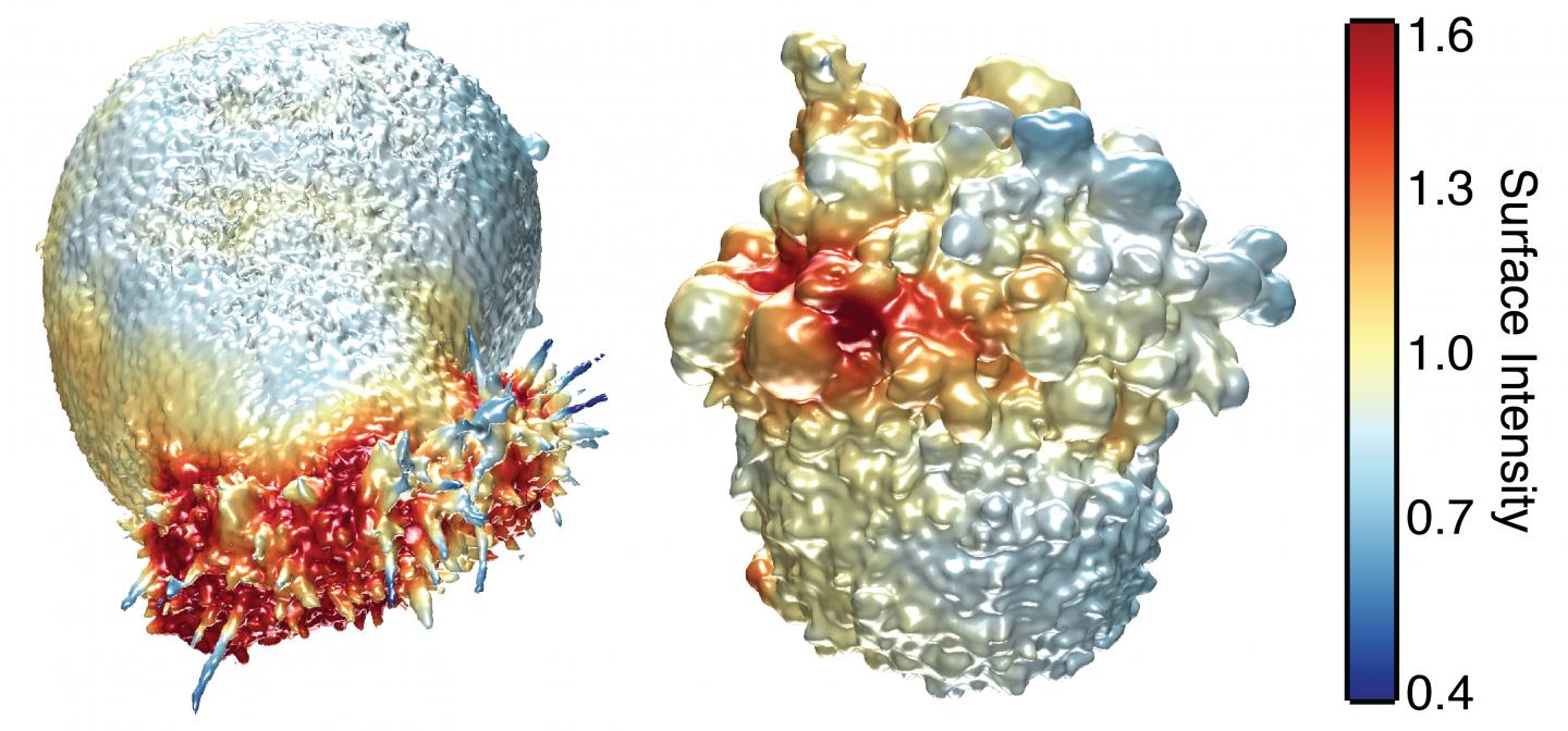Cancer Surface