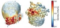 Cancer Surface