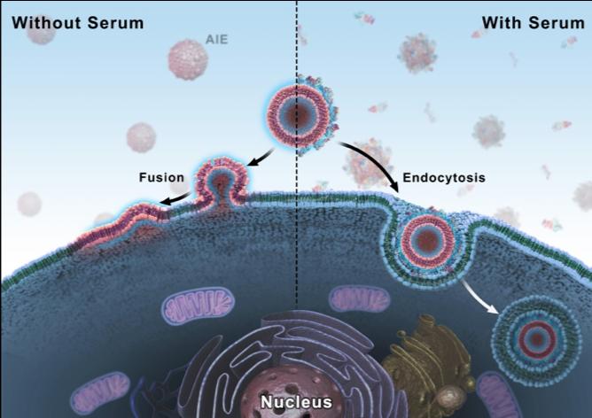 Figure 2. The scheme of cationic liposome interactions with cells in different conditions.