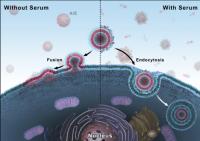 Figure 2. The scheme of cationic liposome interactions with cells in different conditions.
