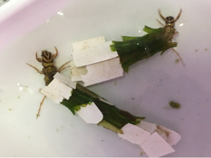 Caddisfly larvae
