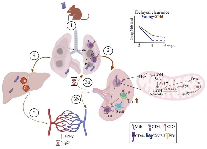 Host immunosenescence compromises Mycobacterium tuberculosis clearance