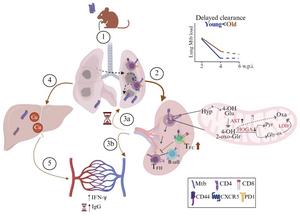 Host immunosenescence compromises Mycobacterium tuberculosis clearance
