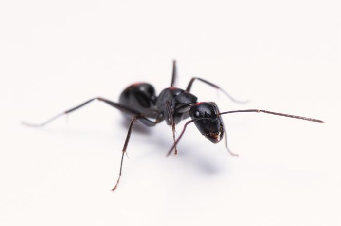 Camponotus japonicus worker