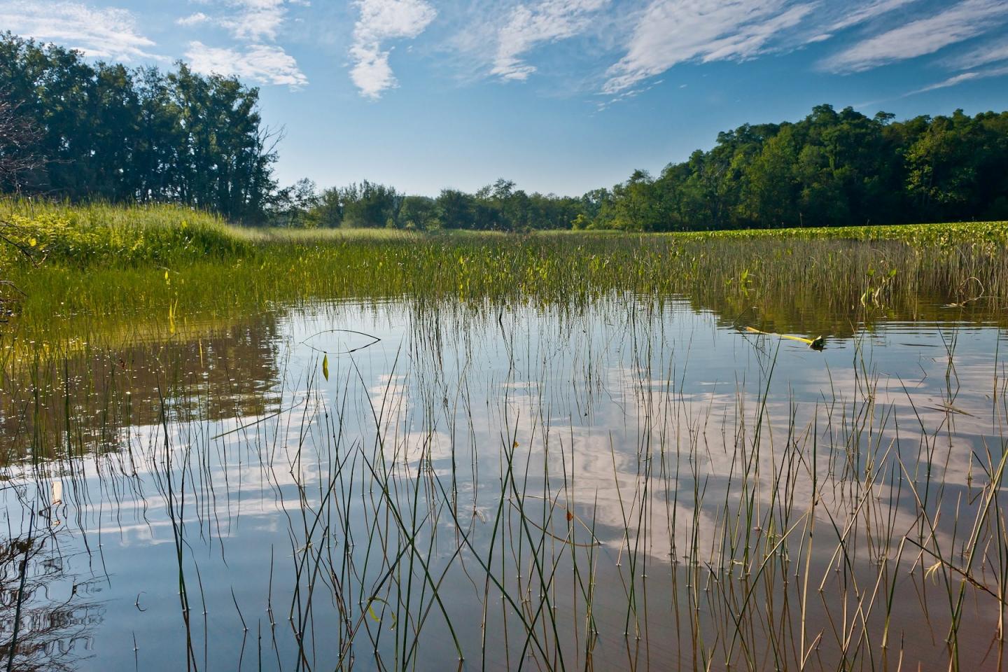 Little Nutton Hook