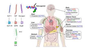 Hormonal response after eating