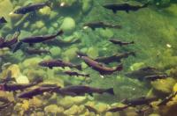 Spring Chinook 3