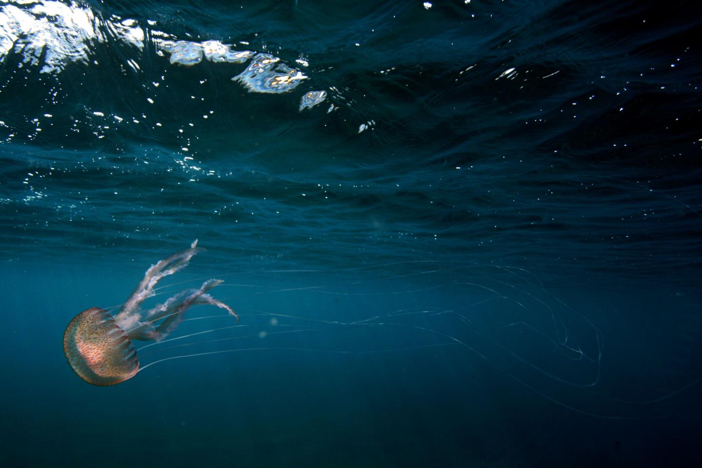 Jellyfish