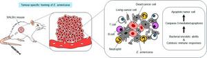 Figure 2. Mechanisms underlying Ewingella americana antitumor effects.