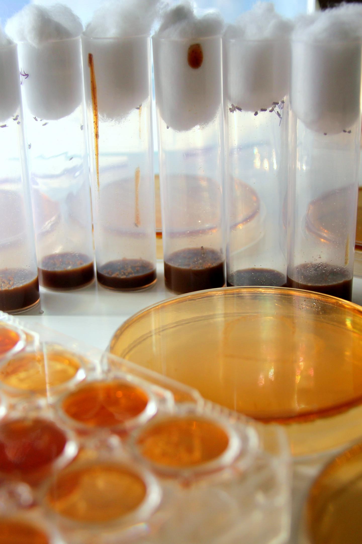 Fruit Flies and Gut Bacteria Vertical