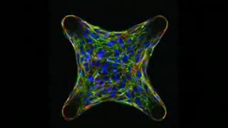 Stretch Detectors: Modeling Contractile Forces
