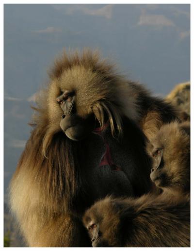 Gelada