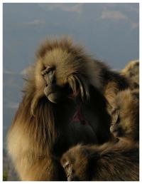 Gelada