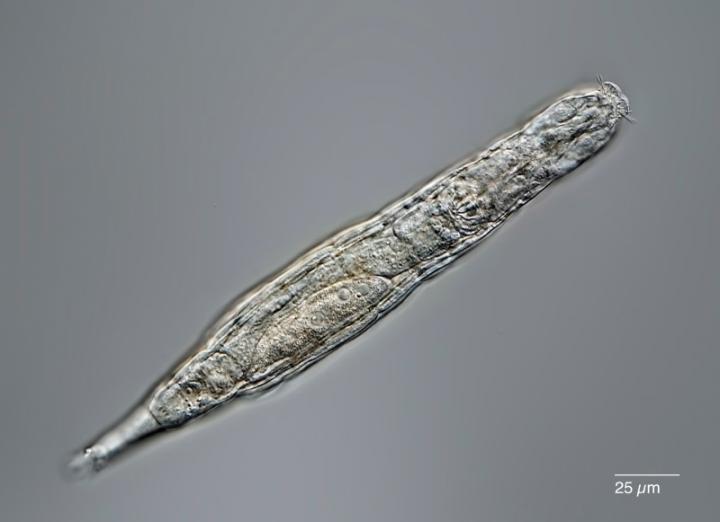 Rotifer