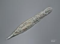 Rotifer