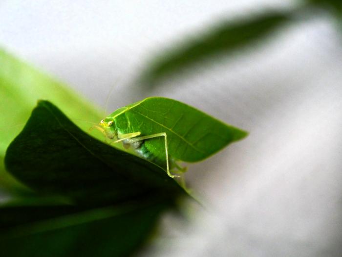 Male katydid Viadana brunneri