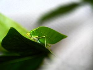Male katydid Viadana brunneri