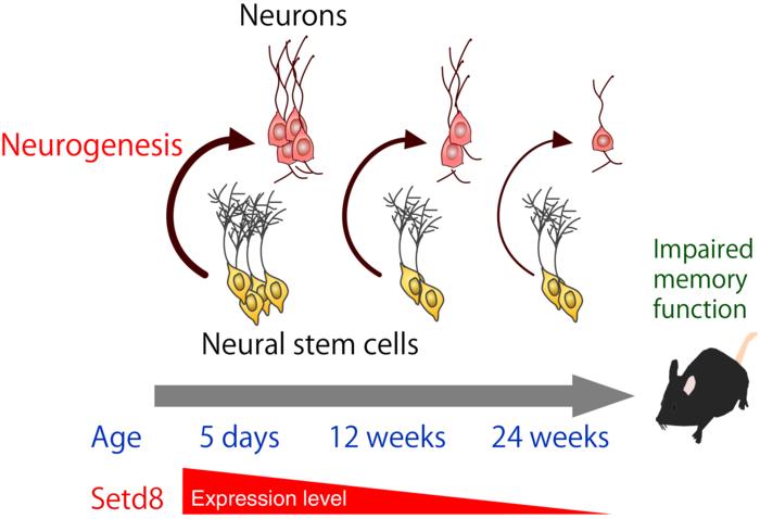 Understanding the mechanism behind brain aging
