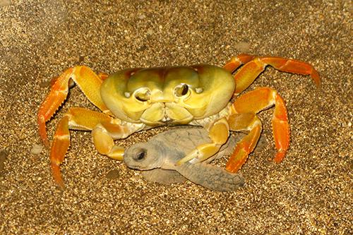 A Yellow Crab Captures a Green Turtle Hatchling
