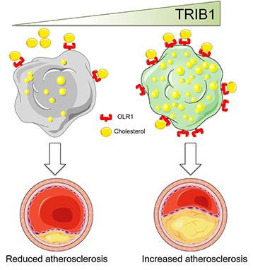 TRIB1 Image