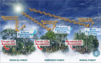 Research Still Needed to Fully Understand Impact of Global Forests on Climate Change