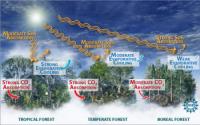 Research Still Needed to Fully Understand Impact of Global Forests on Climate Change